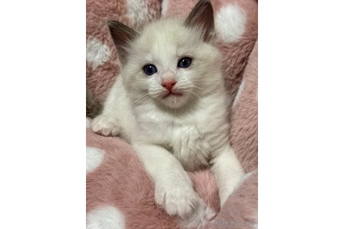 販売中の三重県のラグドール-117220の5枚目